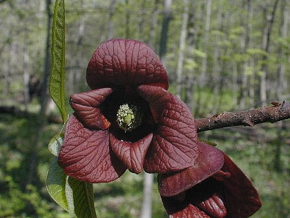 Paw Paw – Asimina triloba