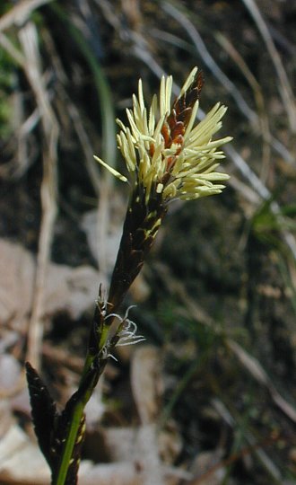 Common Oak (Pen) Sedge - Carex pensylvanica