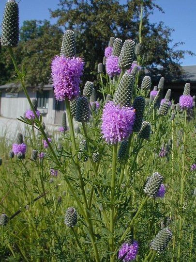Purple Prairie Clover - Dalea purpurea