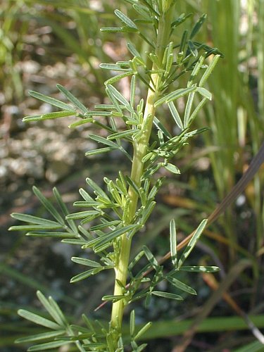 Purple Prairie Clover - Dalea purpurea
