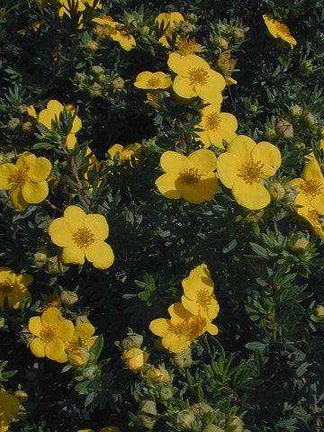 Shrubby Cinquefoil - Dasiphora fruticosa