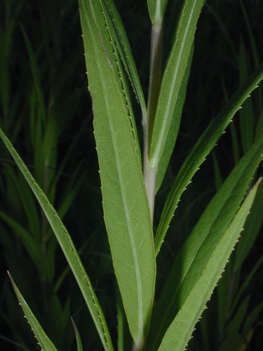 Ironweed - Vernonia fasciculata