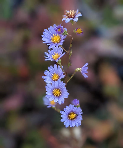 Sky Blue Aster - Symphyotrichum oolentangiense