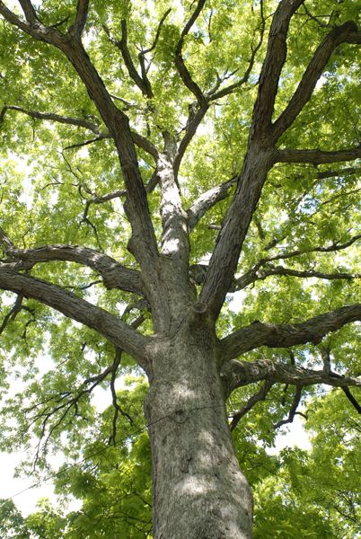 White Oak - Quercus alba