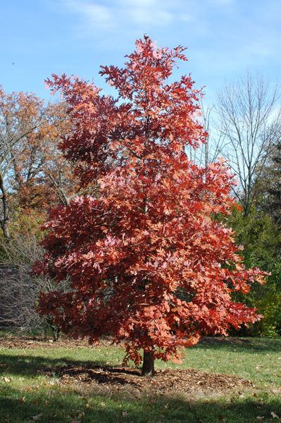 White Oak - Quercus alba