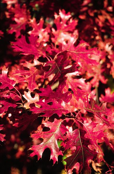 Hill's Oak - Quercus ellipsoidalis