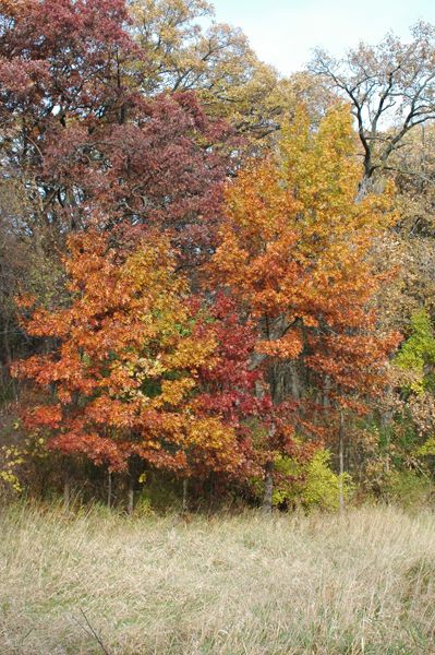 Hill's Oak - Quercus ellipsoidalis