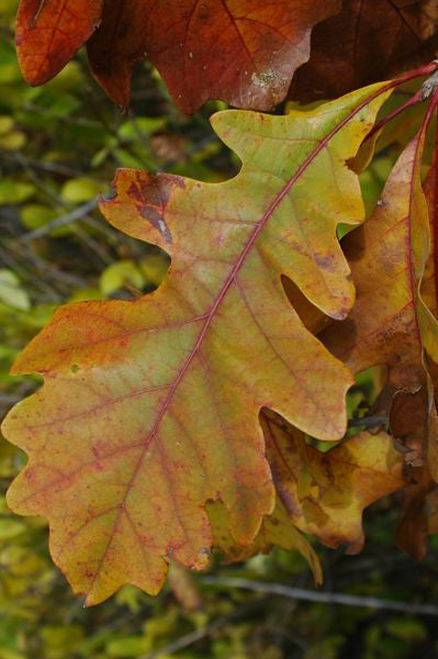 Bur Oak - Quercus macrocarpa