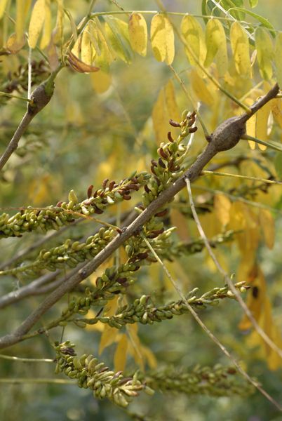 Indigo Bush - Amorpha fruticosa