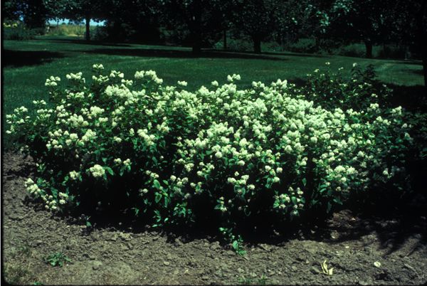 New Jersey Tea - Ceanothus americanus