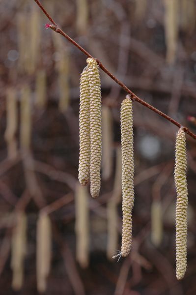 American Hazelnut - Corylus americana