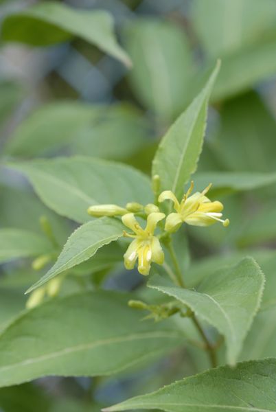 Dwarf Honeysuckle - Diervilla lonicera