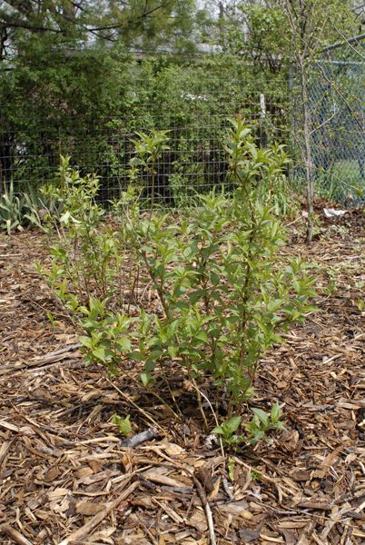 Dwarf Honeysuckle - Diervilla lonicera