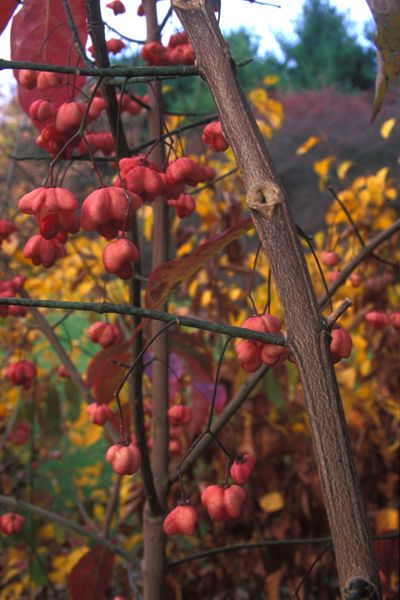 Wahoo - Euonymus atropurpureus