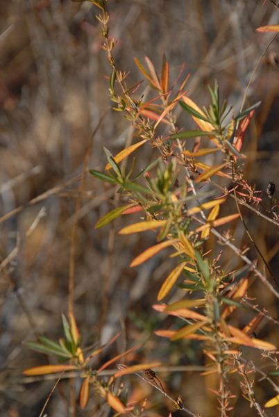 Kalm's St. John's Wort - Hypericum kalmianum