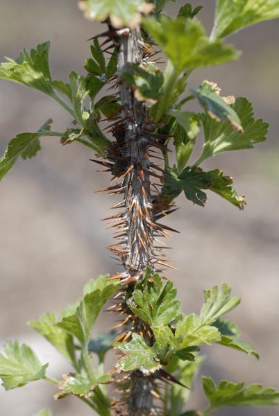 Wild Gooseberry -- Ribes missouriense