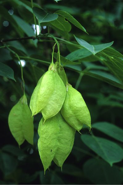 Bladdernut - Staphylea trifolia