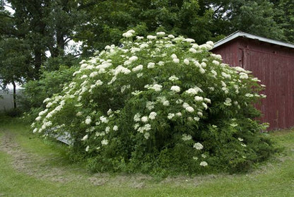 Elderberry - Sambucus nigra var. canadensis