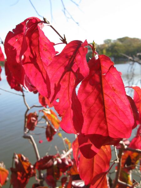 Wahoo - Euonymus atropurpureus