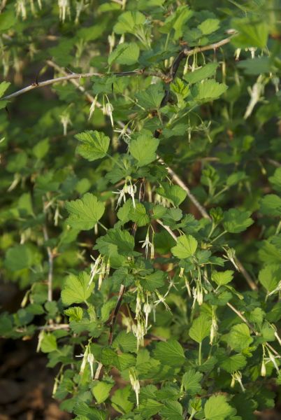 Wild Gooseberry -- Ribes missouriense