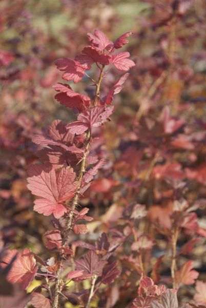 Wild Gooseberry -- Ribes missouriense