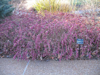 Coralberry - Symphoricarpos orbiculatus