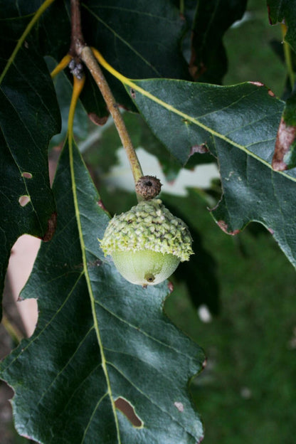 Swamp White Oak - Quercus bicolor