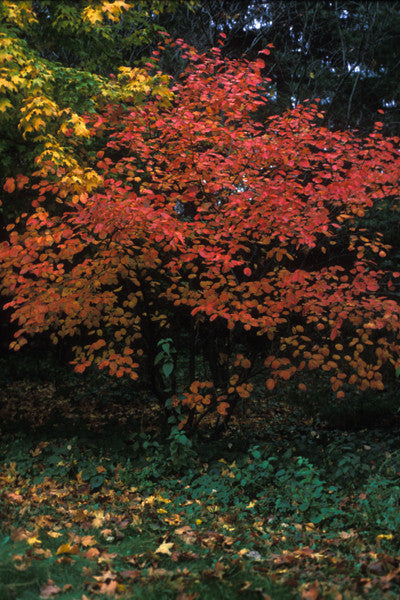 Juneberry - Amelanchier arborea