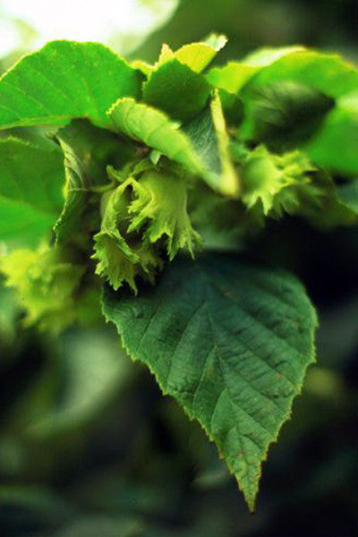 American Hazelnut - Corylus americana