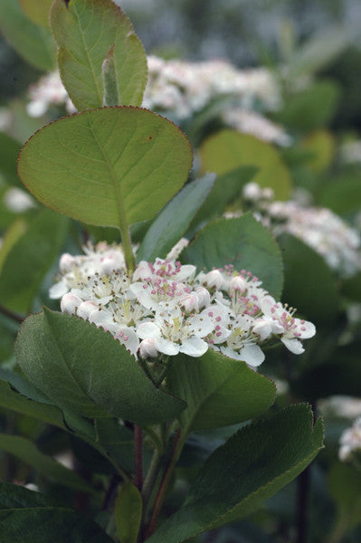 Black chokeberry - Aronia melanocarpa