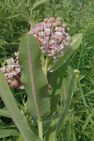 Prairie Milkweed - Asclepias sullivantii