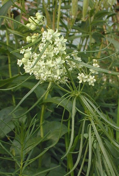Whorled Milkweed - Asclepias verticillata