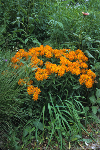 Butterfly weed - Asclepias tuberosa