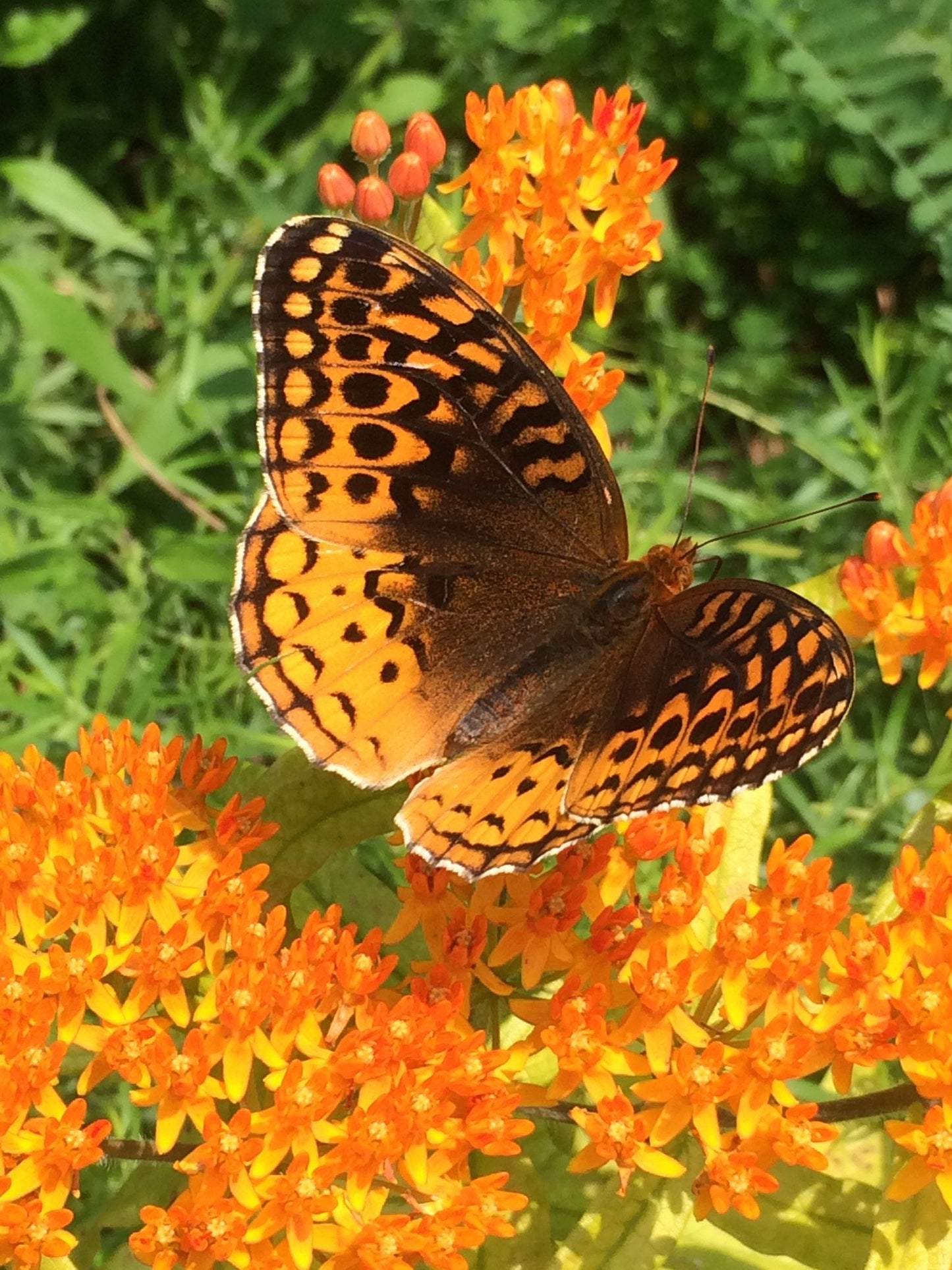 Frittilary butterfly on butterfly weed