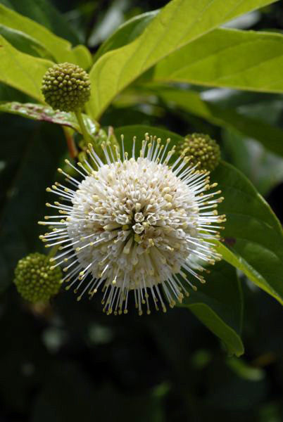 Buttonbush - Cephalanthus occidentalis