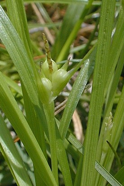James' Sedge - Carex jamesii