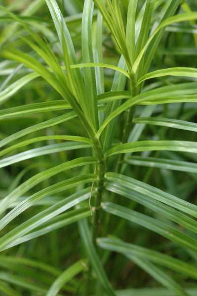 Palm Sedge - Carex muskingumensis