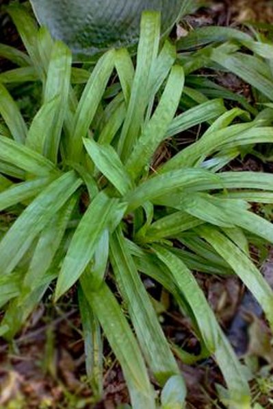 Plantain-leaved Wood Sedge - Carex plantaginea