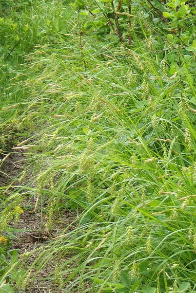 Long-beaked sedge - Carex sprengelii