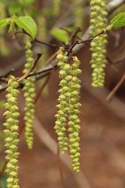 Blue Beech - Carpinus caroliniana