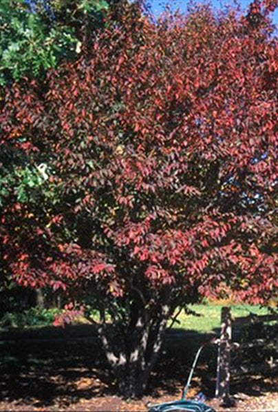 Blue Beech - Carpinus caroliniana