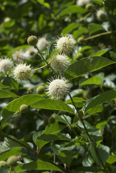 Buttonbush - Cephalanthus occidentalis