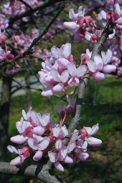 Redbud - Cercis canadensis