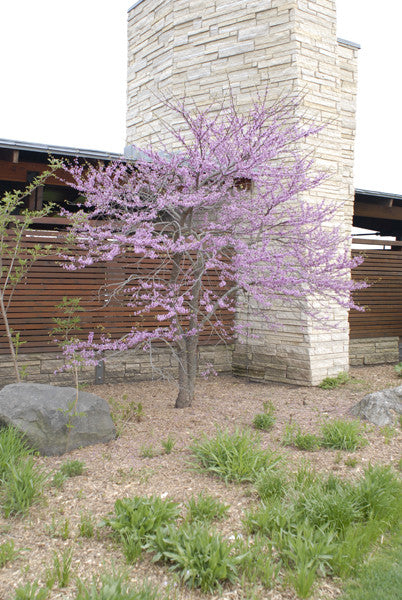 Redbud - Cercis canadensis