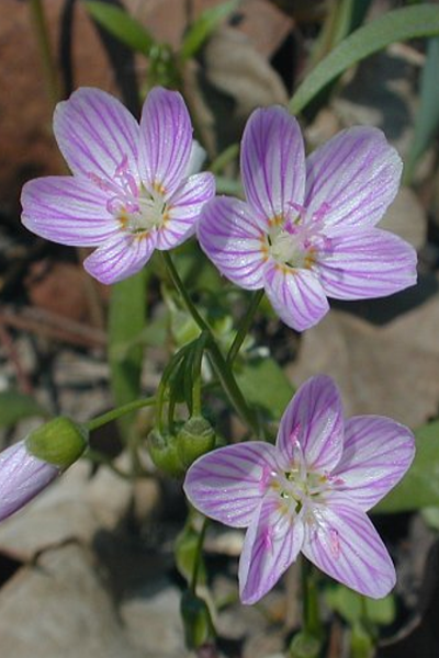 Spring Beauty- Claytonia virginica