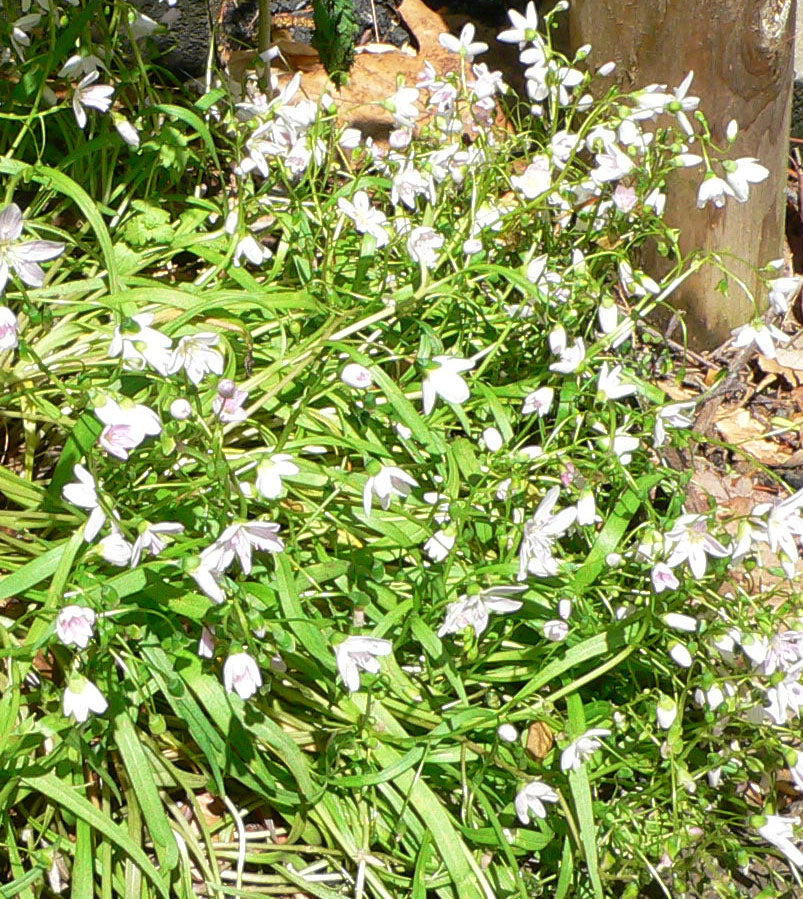 Spring Beauty- Claytonia virginica