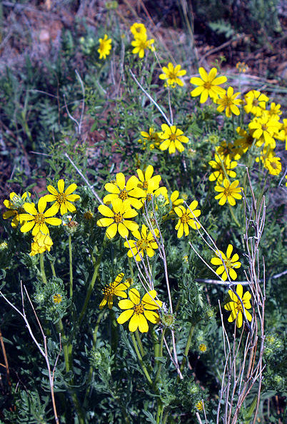 Prairie coreopsis - Coreopsis palmata