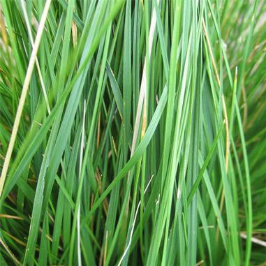 Tufted Hair Grass - Deschampsia cespitosa