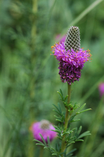 Purple Prairie Clover - Dalea purpurea