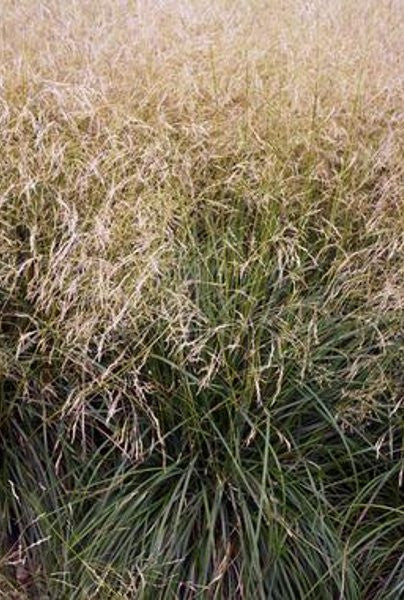 Tufted Hair Grass - Deschampsia cespitosa